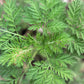 1000 SWEET WORMWOOD Artemisia Annua Sweet Annie Mugwort Sagewort Fragrant Herb Seeds