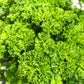 500 FOREST GREEN PARSLEY Petroselinum Crispum Double Triple Curl Vegetable Seeds