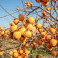 5 JAPANESE PERSIMMON Tree Asian Diospyros Kaki Orange Red Fruit Flower Seeds