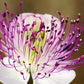 20 CAPER BUSH Edible Capers Flinders Rose Flower Capparis Spinosa Shrub Seeds