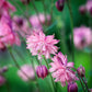 100 TALL DOUBLE COLUMBINE Aquilegia Vulgaris Mixed Colors Red, Pink, Purple, & White Flower Seeds