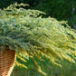 1000 COMMON MUGWORT Artemisia Vulgaris Wild Wormwood Herb Yellow Red Flower Seeds
