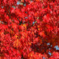 50 AMERICAN SWEETGUM Liquidambar Styraciflua Storax Alligator Sweet Gum Tree Seeds - Great Fall Color! Red Yellow Orange Purple