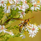 100 WHITE HEATH ASTER Prairie Ericoides Flower Seeds