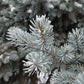 50 Colorado BLUE SPRUCE Tree Picea Pungens Glauca Christmas Tree White Silver Spruce Evergreen Seeds