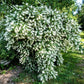 20 SWEET MOCK ORANGE English Dogwood Philadelphus Coronarius Shrub Flower Seeds