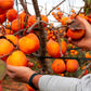 5 JAPANESE PERSIMMON Tree Asian Diospyros Kaki Orange Red Fruit Flower Seeds