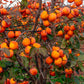 5 JAPANESE PERSIMMON Tree Asian Diospyros Kaki Orange Red Fruit Flower Seeds