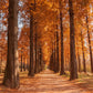 20 DAWN REDWOOD Tree Metasequoia Glyptostroboides Conifer Seeds