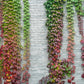 10 BOSTON IVY ( Bostonian Ivy / Wall Ivy ) Parthenocissus Tricuspidata Veitchii Vine Flower Seeds