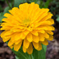 250 Yellow CANARY BIRD ZINNIA Elegans Flower Seeds
