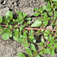 300 Organic GOLDEN PURSLANE Portulaca Sativa Vegetable Herb Yellow Flower Seeds