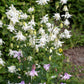 25 CRYSTAL STAR White COLUMBINE Aquilegia Caerulea Flower Seeds