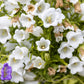200 White CANTERBURY BELLS - CAMPANULA Medium Flower Seeds