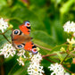 20 SEVEN SON Shrub Tree Heptacodium Miconioides White Red Flower Seeds