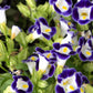 10 KAUAI MIX TORENIA Fournieri Sun or Shade Wishbone Flower Seeds - Mixed Colors 2 Tone Blue Red Pink