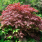 10 INABA SHIDARE MAPLE Weeping Red Laceleaf Japanese Acer Palmatum Dissectum Tree Seeds