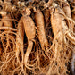 15 Asian KOREAN GINSENG Panax Shade Chinese Herb Seeds