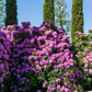 50 Rosebay RHODODENDRON Maximum White Pink Laurel Bush Shrub Flower Seeds