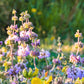 200 PENNYROYAL Mint Mentha Pulegium Herb Purple Flower Seeds