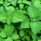 300 GREEN SHISO aka PERILLA Frutescens Ornamental Herb Seeds Green & Purple