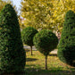 10 ENGLISH YEW Taxus Baccata Tree Shrub Conifer Sun or Shade Red Ornamental Berry Seeds