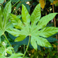 10 JAPANESE FATSI Shrub Flower Paperplant Fatsia Aralia Japonica Seeds