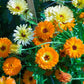 500 Mixed Colors FANCY MIX Pot MARIGOLD Calendula Officinalis Flower Seeds