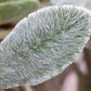 100 Wolly LAMBS EAR Stachys Byzantina Silvery Fuzzy Leaves Purple Flower Seeds