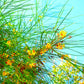 25 JERUSALEM THORN TREE Mexican Palo Verde Parkinsonia Aculeata Yellow & Red Flower Large Shrub Small Tree Legume Seeds