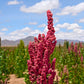 100 Organic RED HEAD QUINOA Grain Chenopodium Quinoa Pink & Red Heads - White Seeds