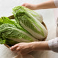 500 MICHIHILI CABBAGE Napa (Chinese Cabbage / Bok Choy / Pak Choi / Celery Mustard / Chinese Chard) Brassica Rapa Chinensis Vegetable Seeds