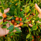 20 RED Chinese DATE TREE Edible Fruit Jujube Ziziphus Jujuba Yellow Flower Seeds