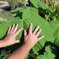 400 Royal PAULOWNIA EMPRESS TREE Tomentosa Flower Seeds