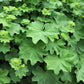 100 LADYS MANTLE Alchemilla Mollis Flower Seeds