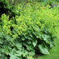 100 LADYS MANTLE Alchemilla Mollis Flower Seeds