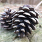 10 RED Japanese PINE TREE Korean Pinus Densiflora Evergreen Seeds