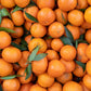 20 TANGERINE Mandrin Orange Citrus Reticulata Fruit Tree Seeds