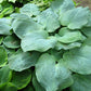 10 HOSTA ELEGANS Shade Lover Flower Seeds