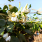 50 Speckled Dixie BUTTERPEA LIMA BEAN Phaseolus Vulgaris Bush Vegetable Seeds