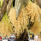 10 PYGMY DATE PALM Phoenix Roebelenii Dwarf Miniature Ornamental Fruit Tree Houseplant Seeds