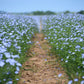 100 BLUE FLAX (Prairie Flax / Lewis Blue Flax) Linum Perenne Lewisii Flower Seeds
