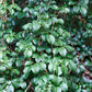 50 JAPANESE HYDRANGEA VINE White Flower Schizophragma Hydrangeoides Seeds