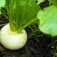 300 WHITE EGG TURNIP Brassica Rapa Vegetable Seeds