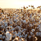 25 WHITE COTTON Gossypium Hirsutum Plant Seeds
