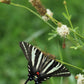 1000 WHITE PRAIRIE CLOVER Dalea Candida Flower Seeds