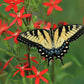 20 ROYAL RED CATCHFLY Hummingbird & Endangered Native Flower Silene Regia Seeds