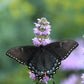 200 PURPLE WOOD MINT Blephilia Ciliata Downy Pagoda Horsemint Herb Flower Seeds