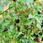 25 BLACK HUNGARIAN PEPPER Capsicum Annuum Mildly Hot Vegetable Seeds