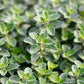 2000 SWEET MARJORAM Origanum Majorana Herb Flower Seeds